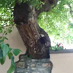 L'antico Gelso