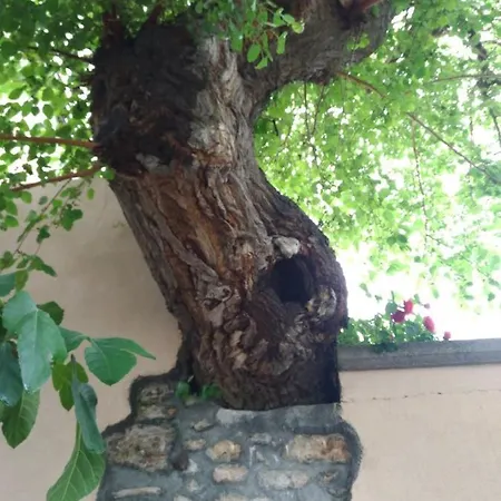L'antico Gelso