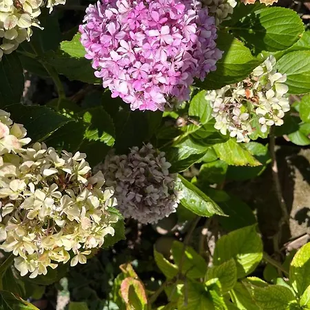 B&B L'antico Gelso 비기아노