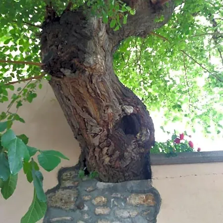 Bed & Breakfast L'antico Gelso *
