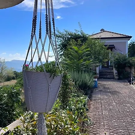 L'antico Gelso Viggiano