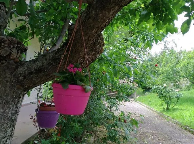 Bed and Breakfast L'antico Gelso Viggiano