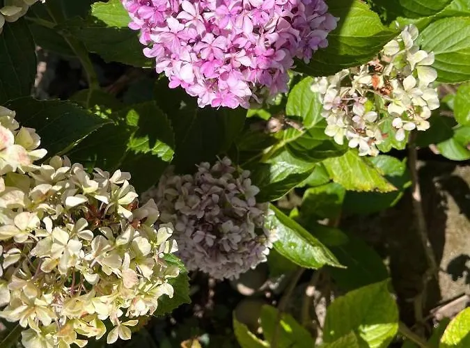 Couette-café L'antico Gelso Viggiano